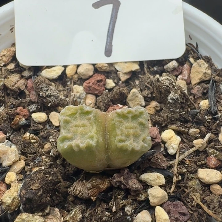 1410.657带盆土。