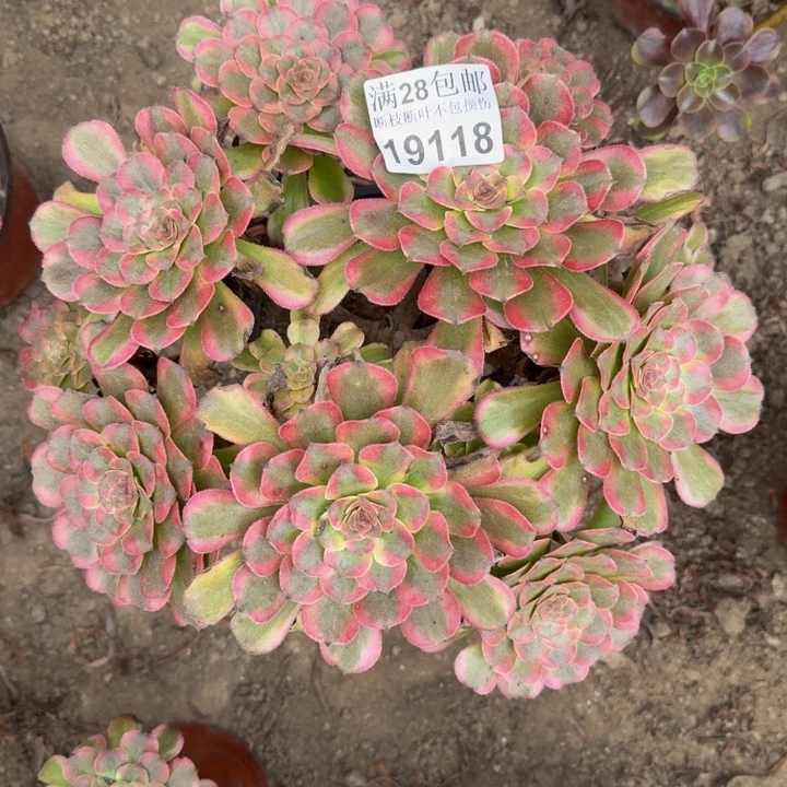 19118红金刚多肉植物