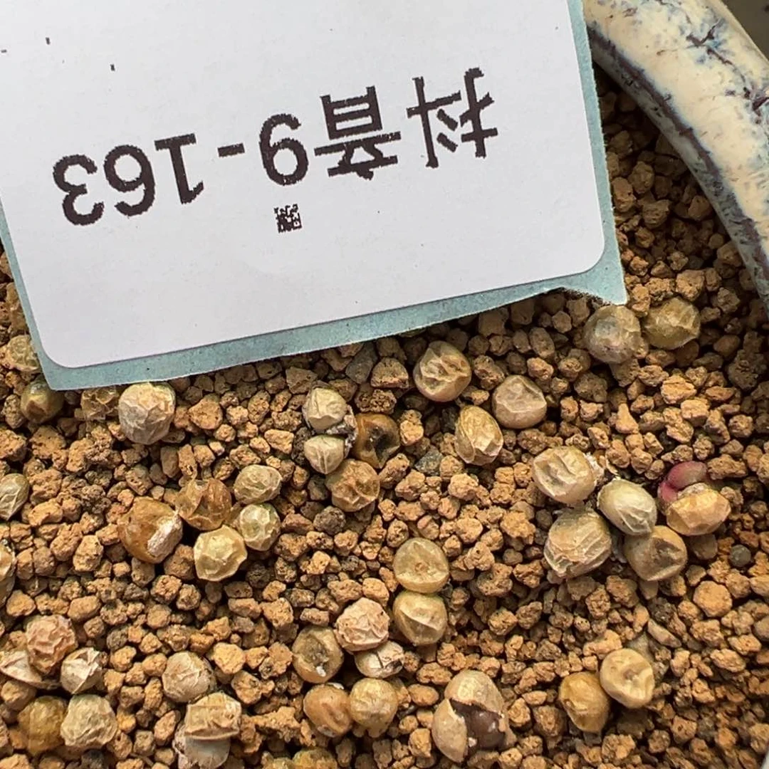 9-163量拍红花毛球5头