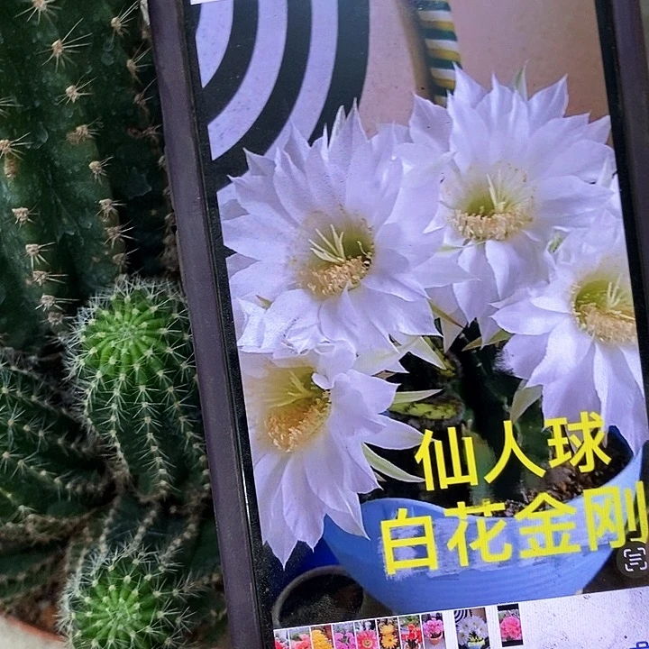 白金刚仙人球。257900