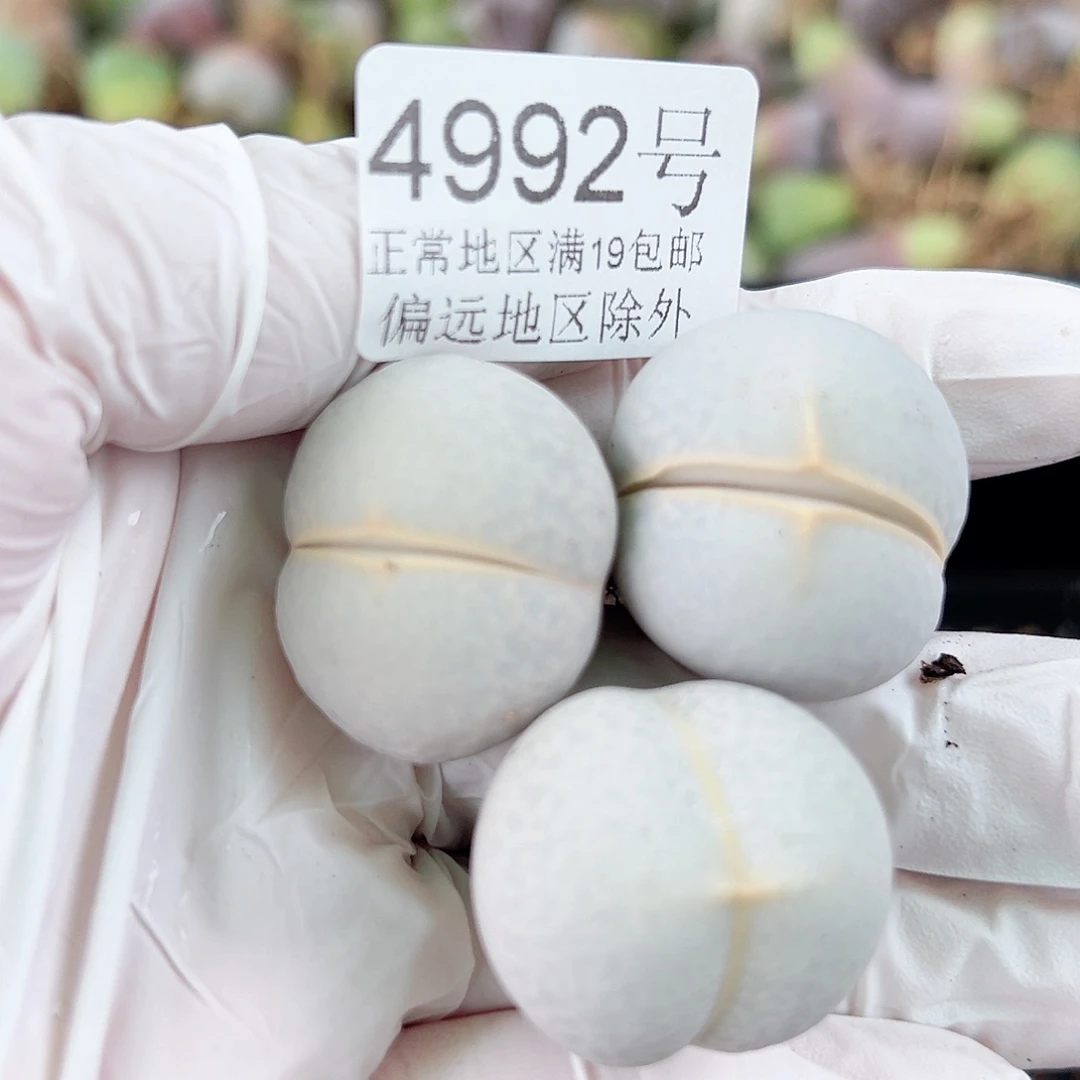 4992四年高尔夫3个2.5cm左右