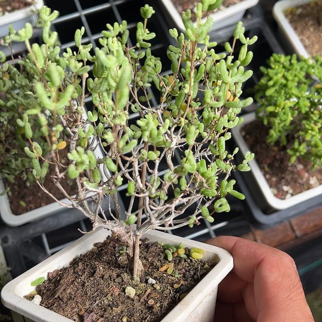 10白方老桩福利精品白虎斑锦