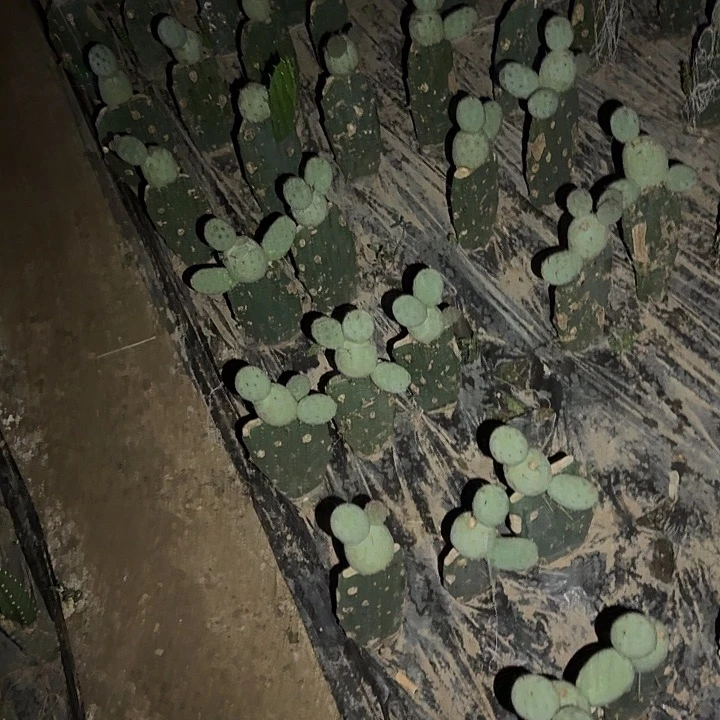苏***Y小油菜侧芽2公分仙人球
