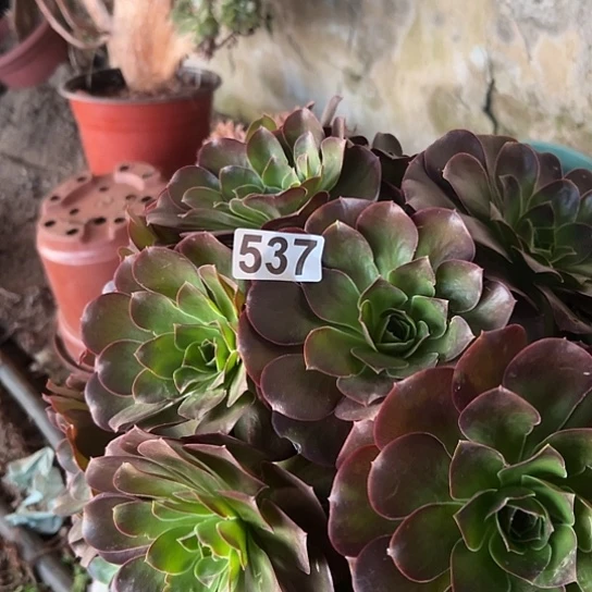 小***妹多肉植物一个美金537