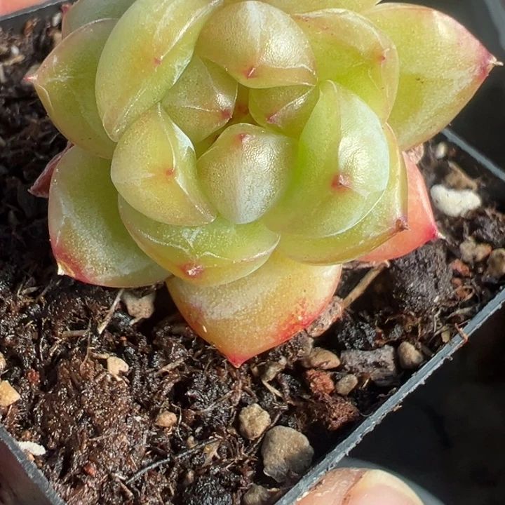 多肉植物遥遥领先双头一颗