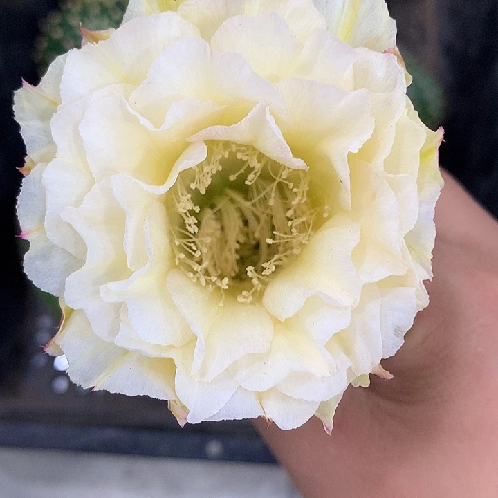 彩草 侧芽6-7 公分 左右
