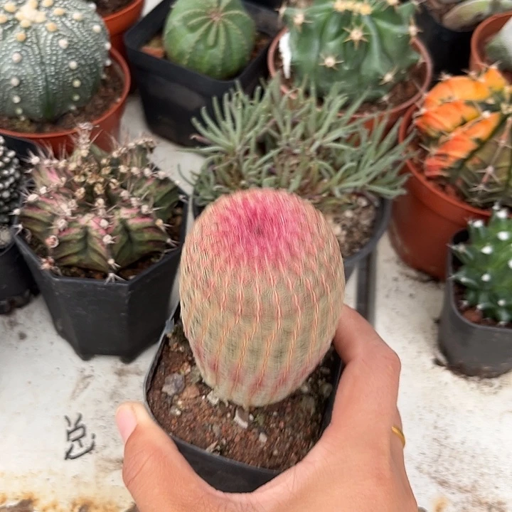 红太阳356778888997元