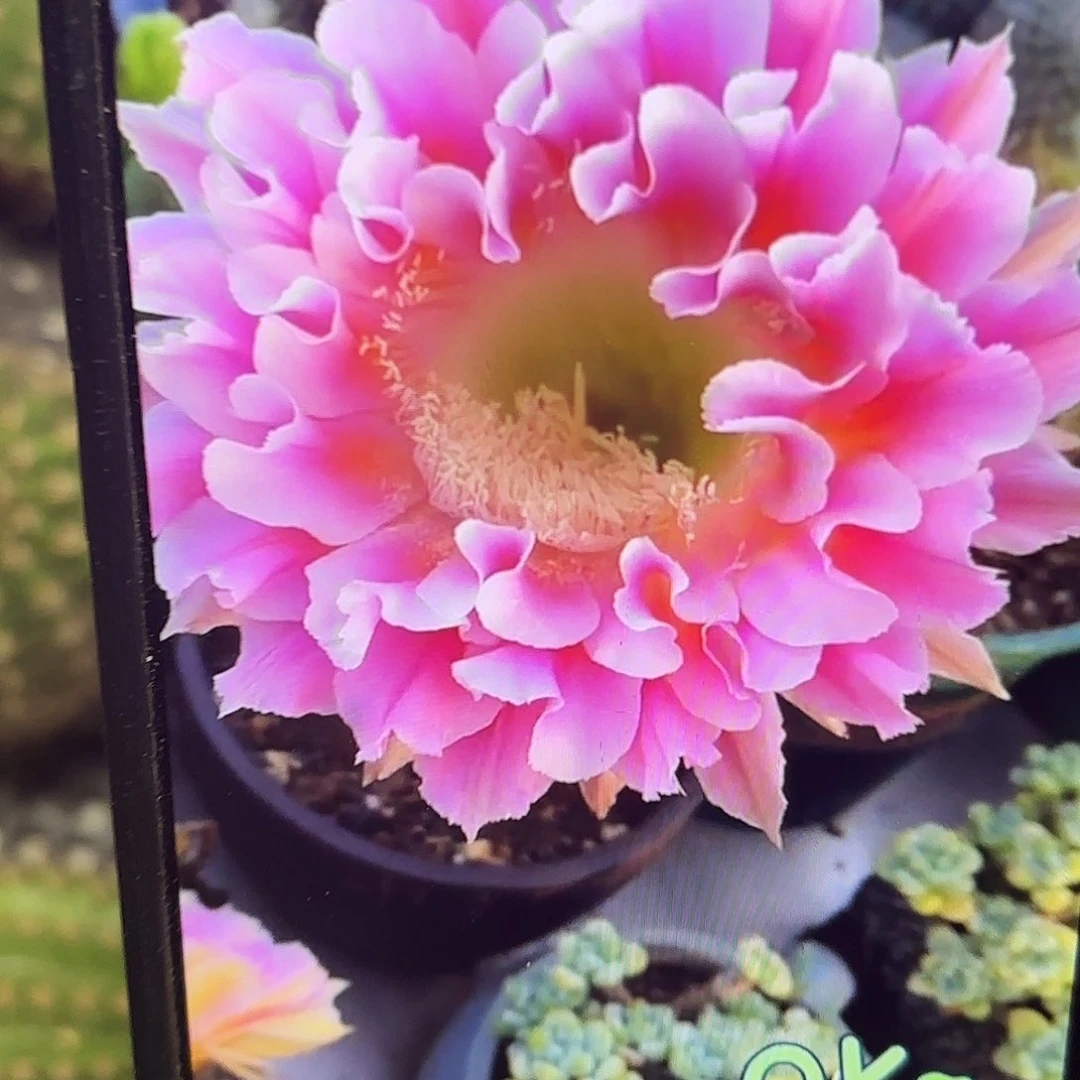 云羽彩20包邮仙人球58