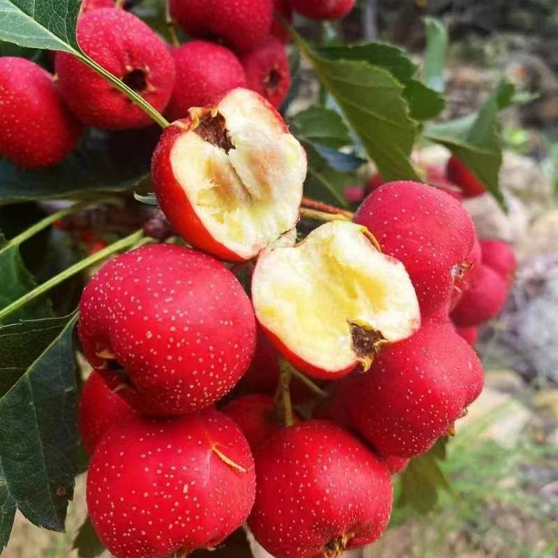 大山新鲜野山楂