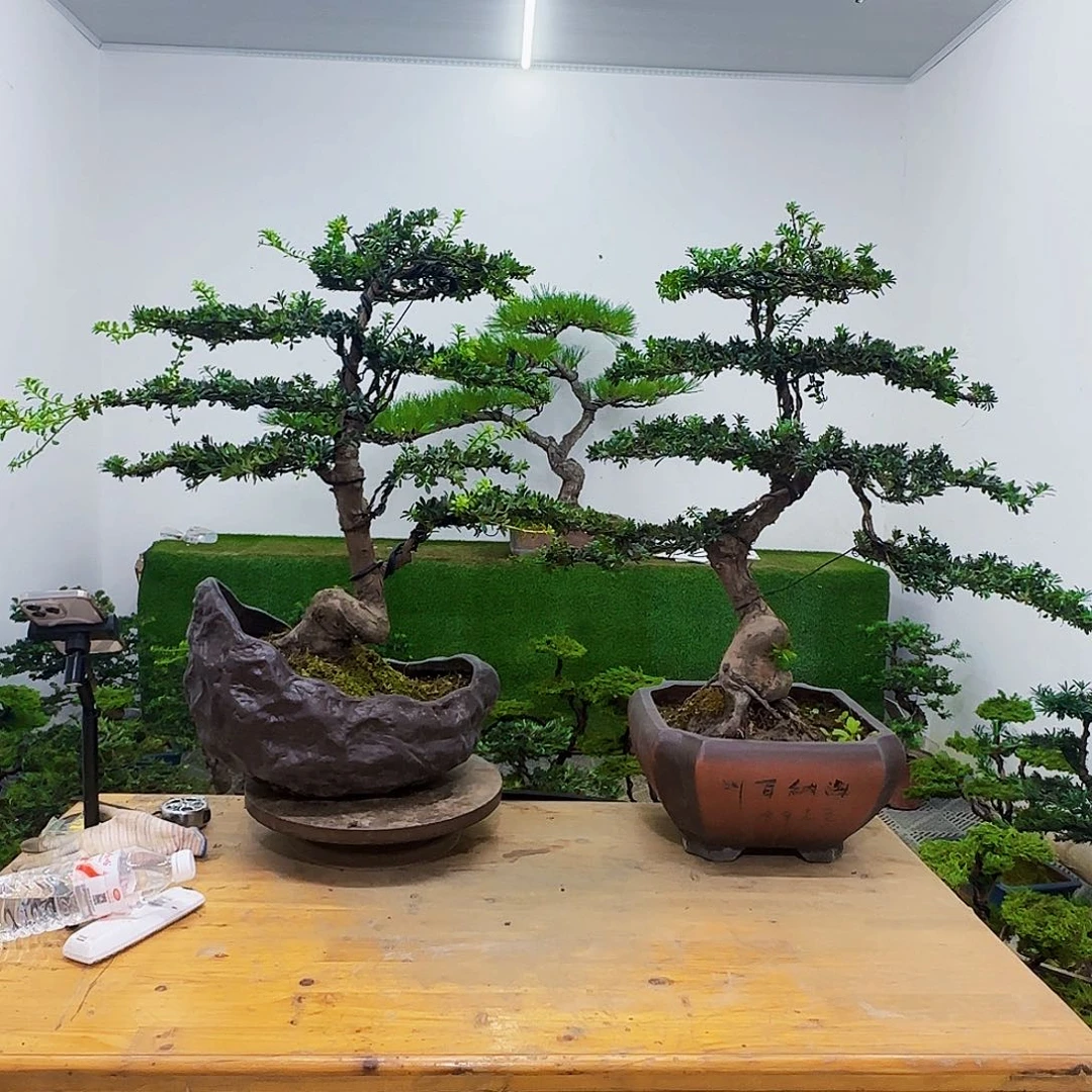 ?****?盆景盆景盆景盆景