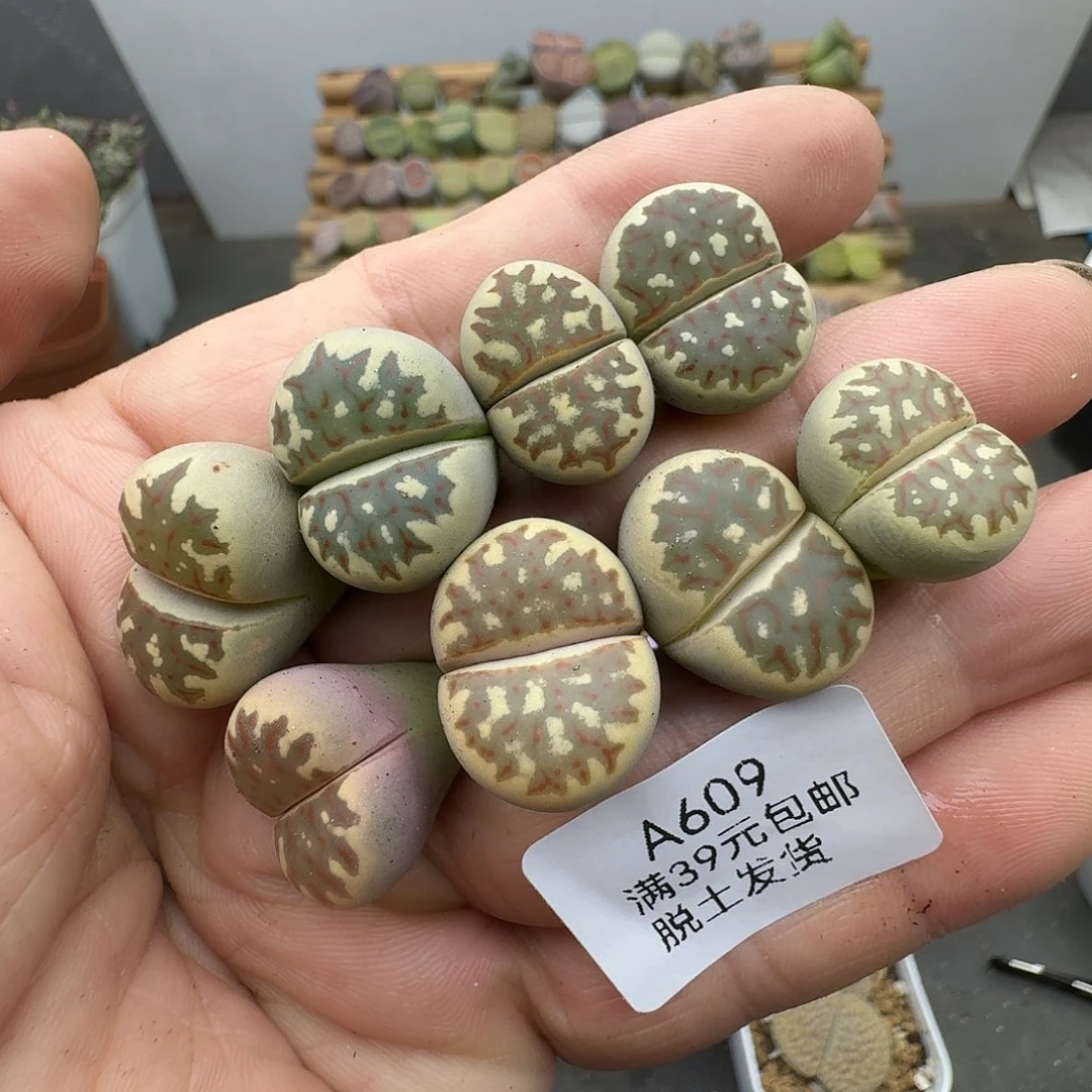 609多肉哈哈哈哈哈哈哈