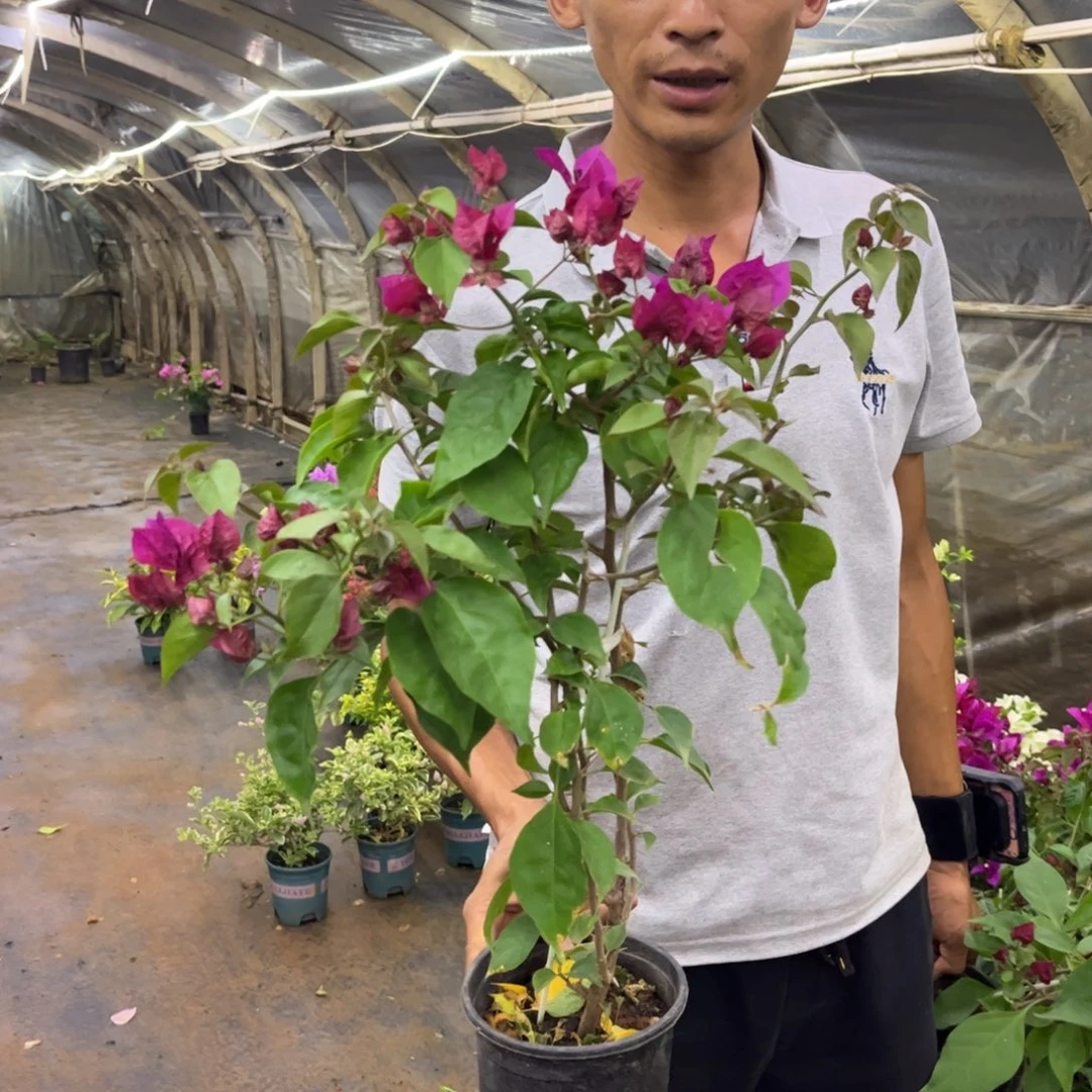 完全开放（倾城）三角梅会落花落叶会光杆苗有大有小