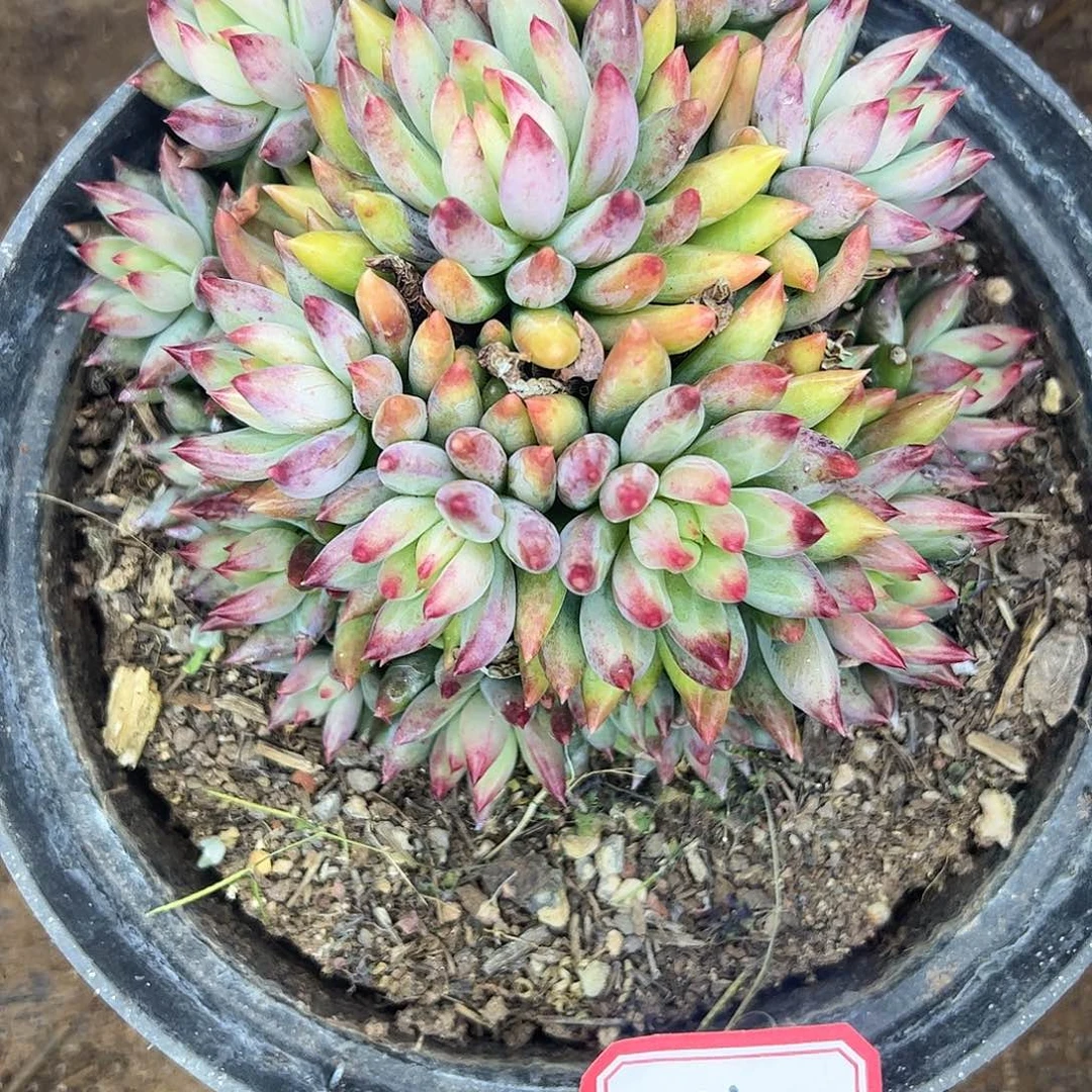 815号虞美人，一物一拍