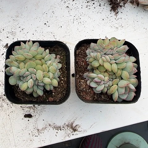 我的小可爱小猫咪111