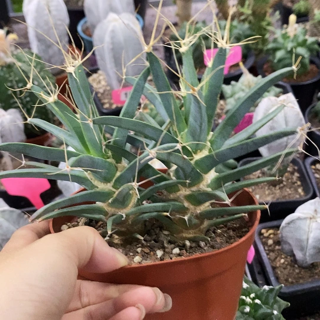 花花草草花花草草