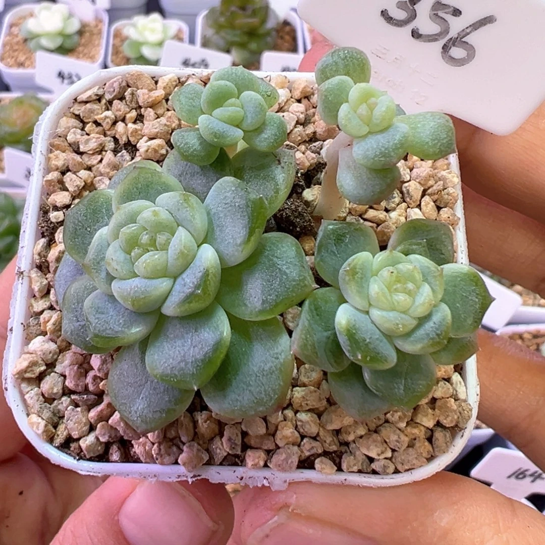 356号竹马甜心4头