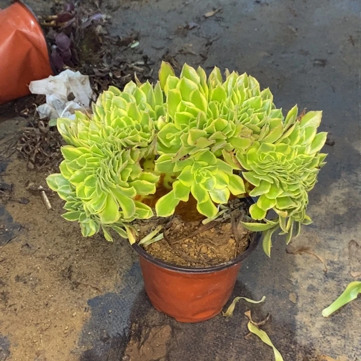 青檬锦多肉植物042