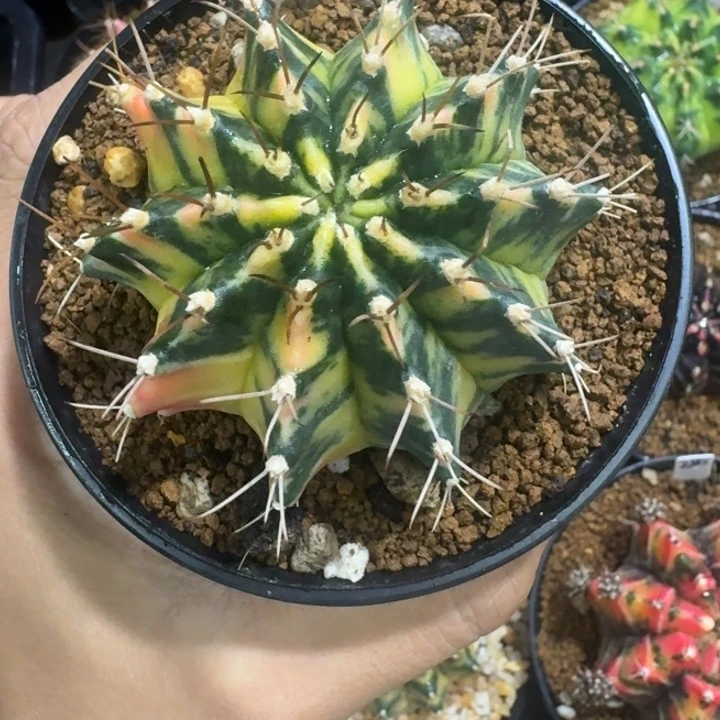 实生肋骨锦福利漏