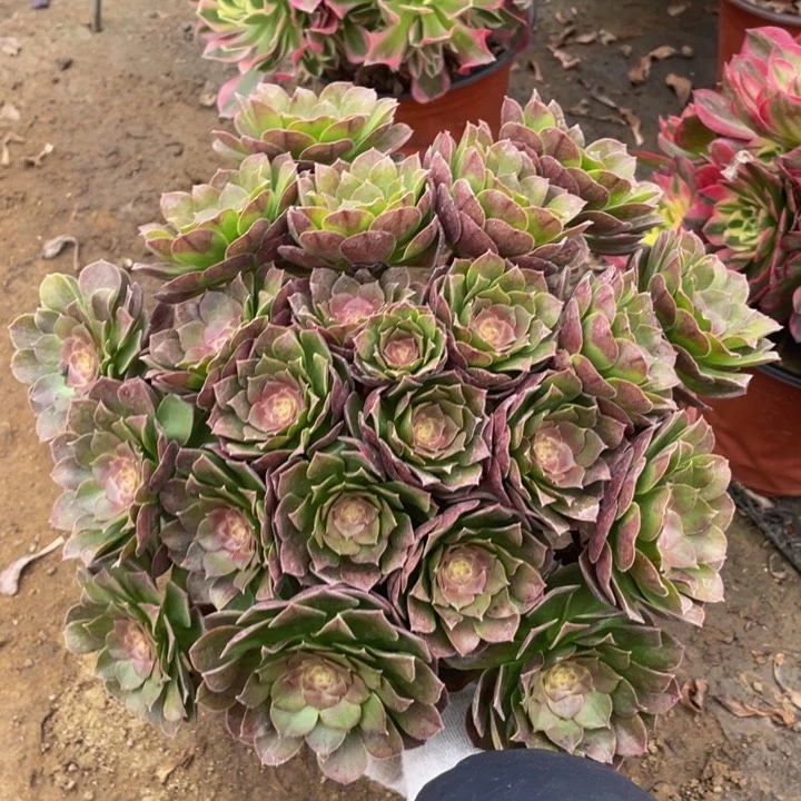 741红心万法师多肉断枝不售后