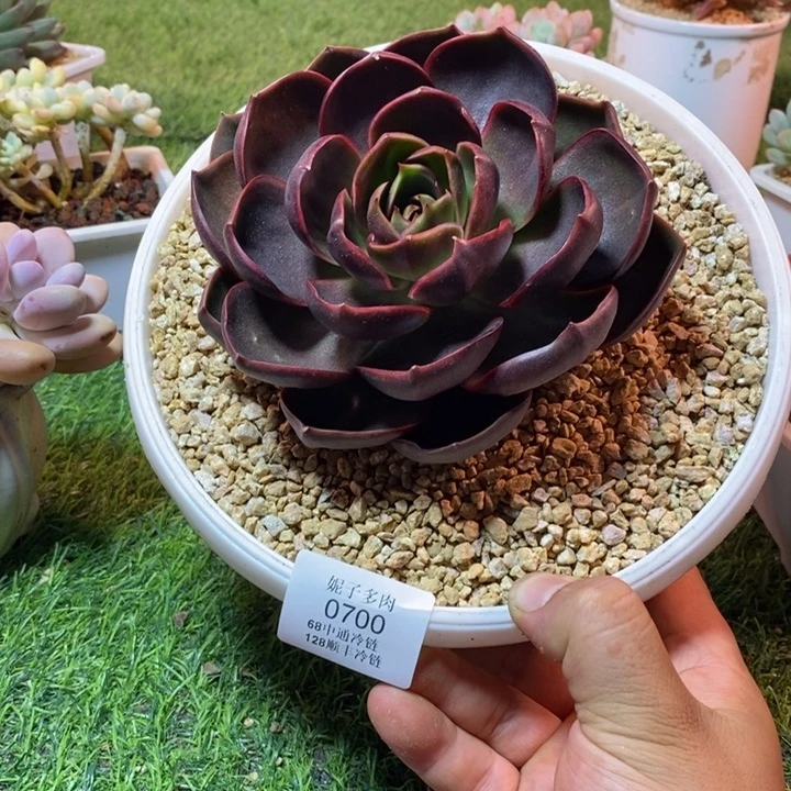 0700啊啊啊啊啊啊啊啊啊