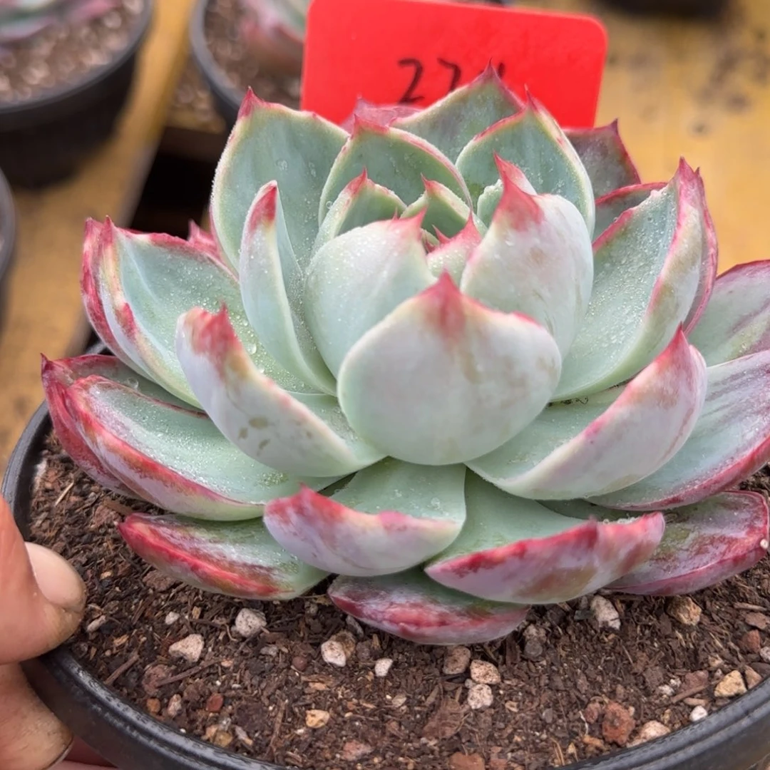 花脸拉丝惊鸿一物一拍包装收缩花旱274