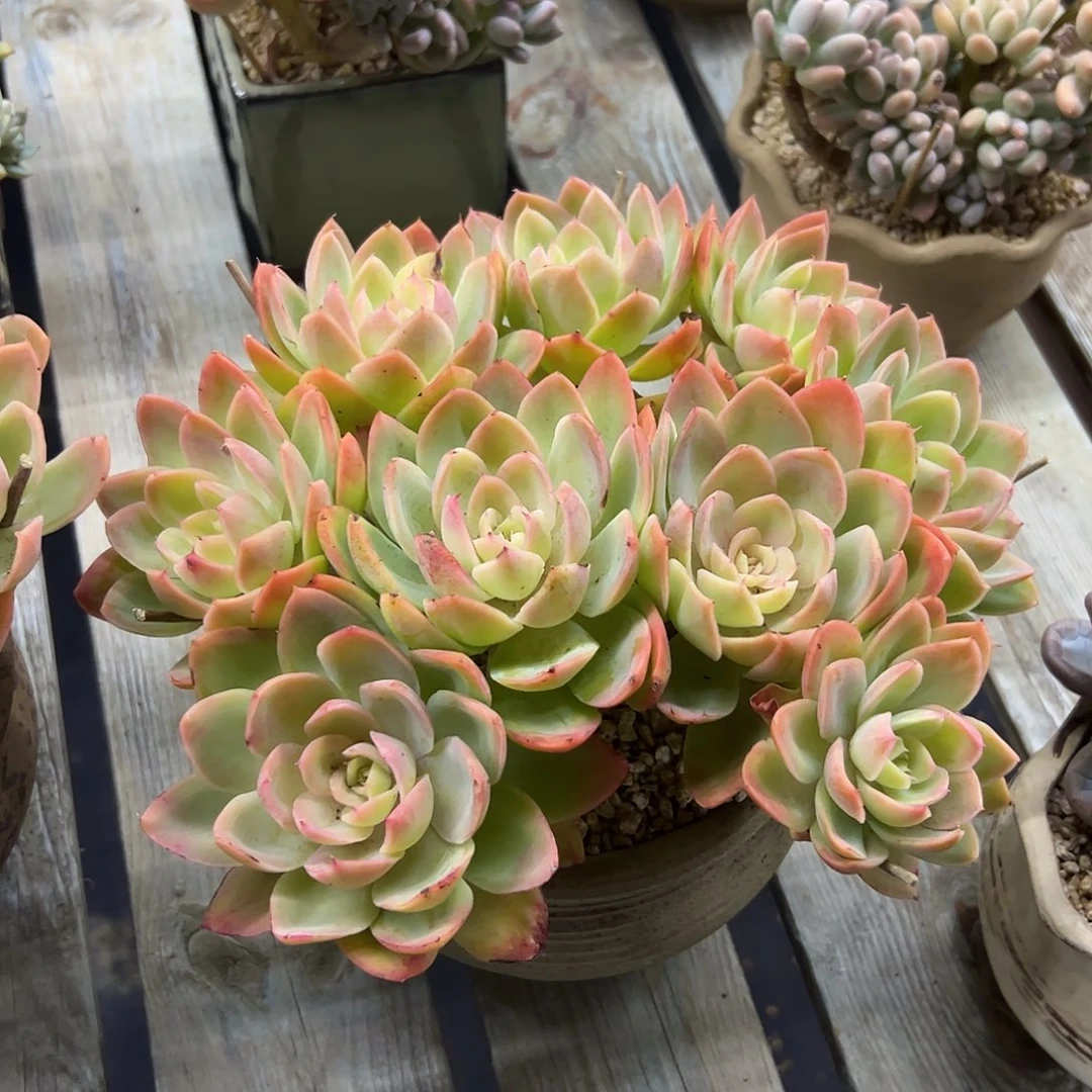 丝绸面纱28 零零多肉植物