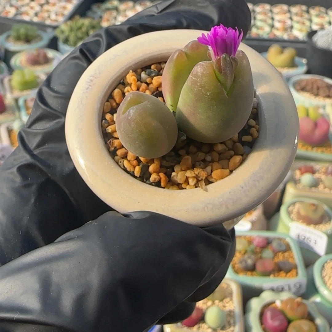 5009--一物一拍 带盆