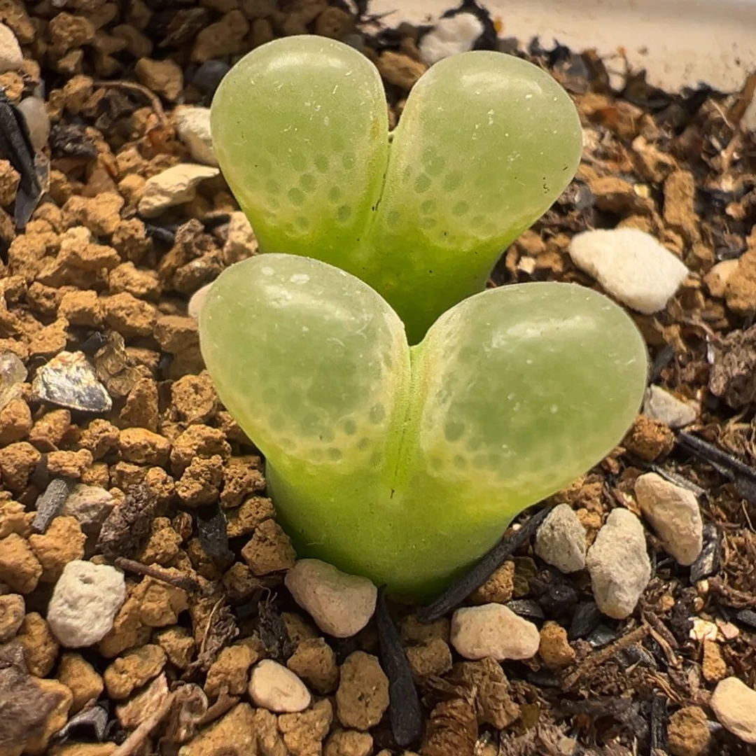 752多肉植物种类和