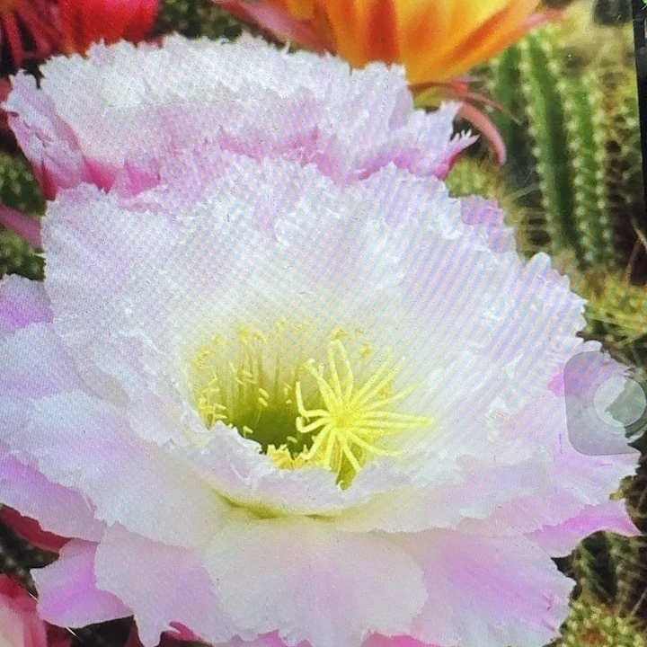 柠檬心侧芽5公分左右毛花柱（20包邮）