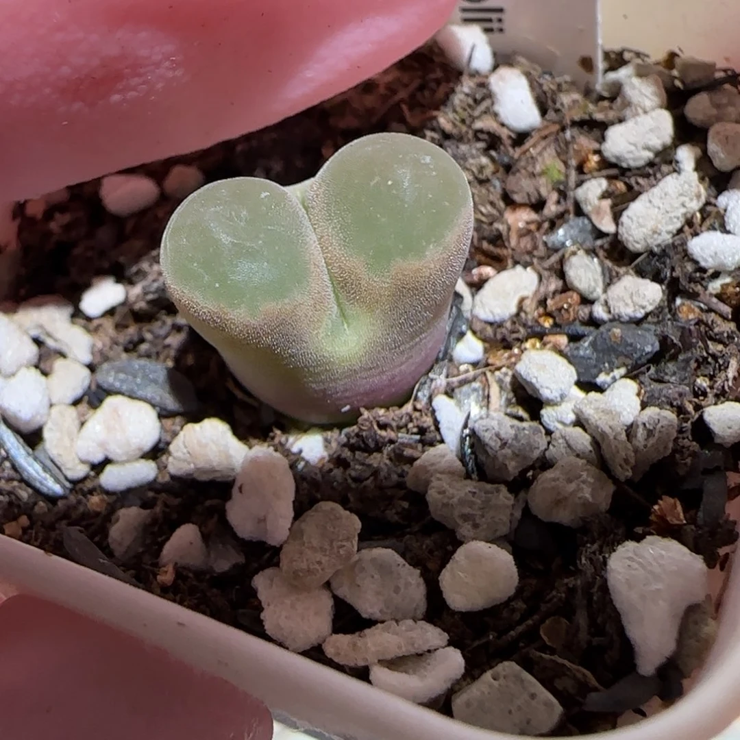 肉锥多肉植物百科-磁铁1382