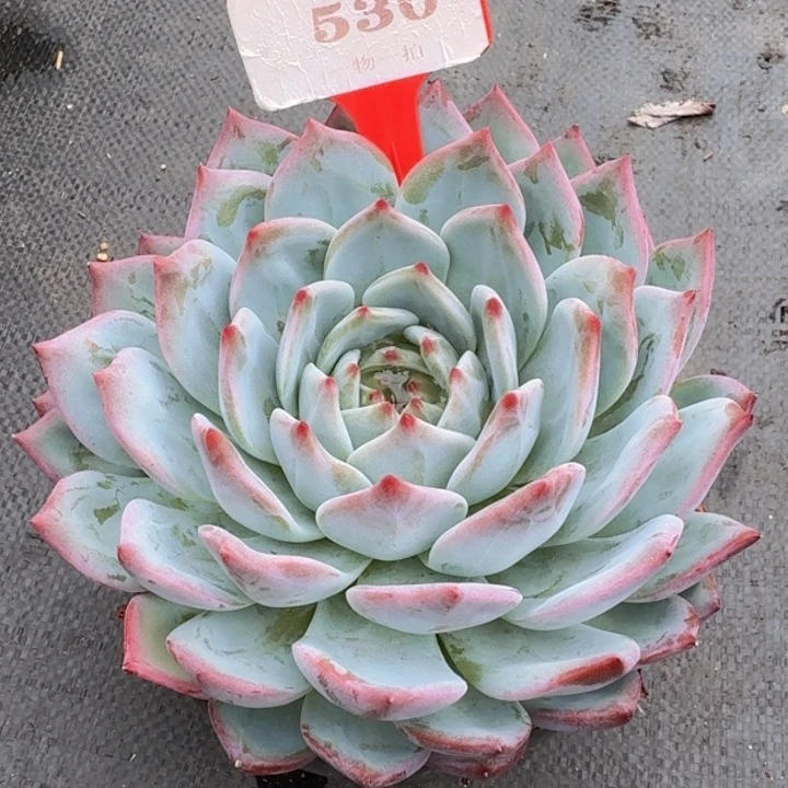 香缇卡530多肉植物一物一拍