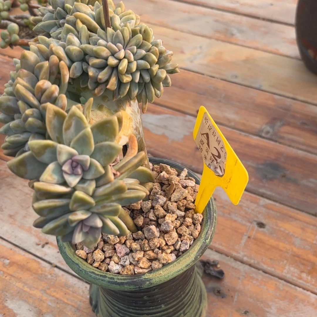 佛****蔡多肉植物淡雪缀