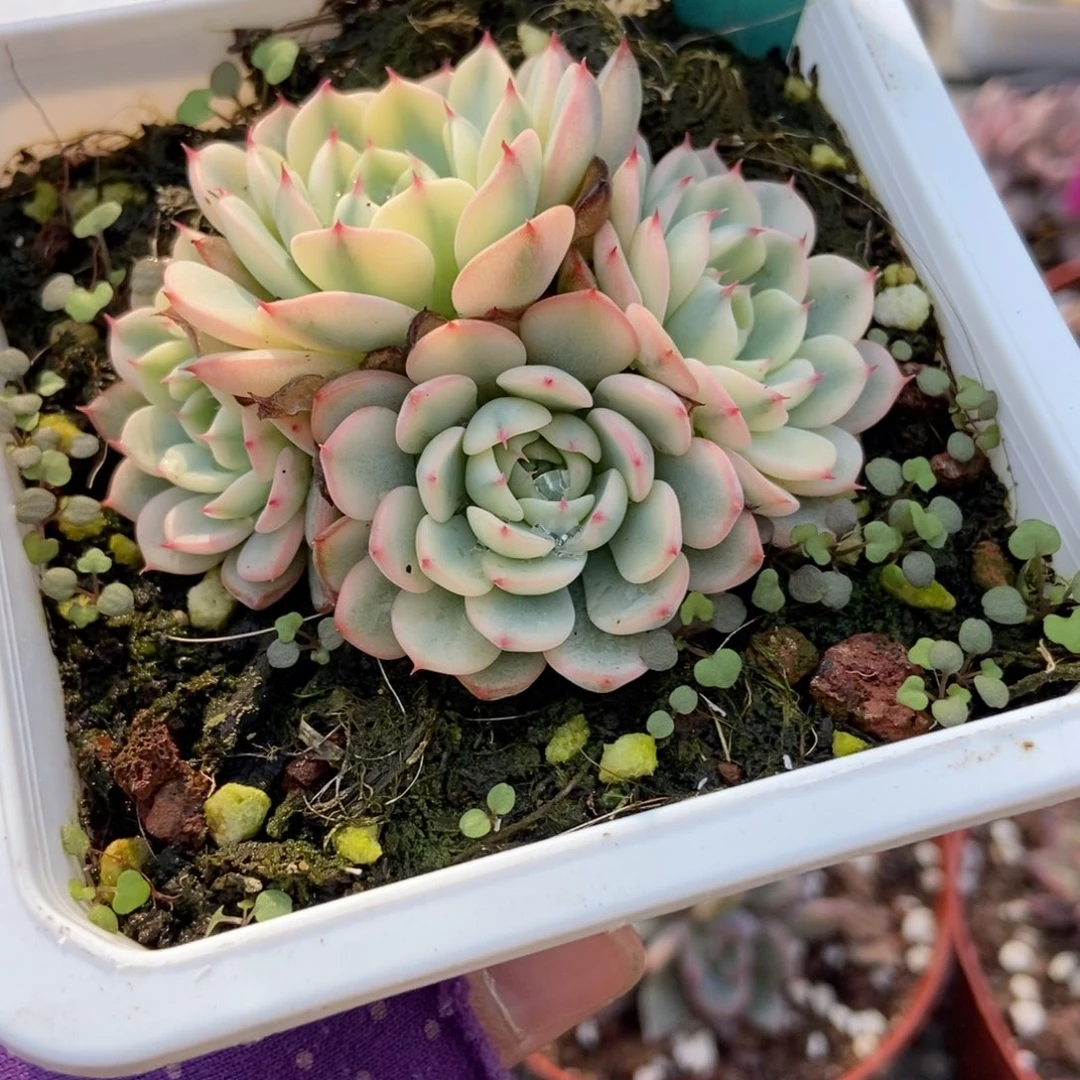 609忌廉锦多肉植物多肉