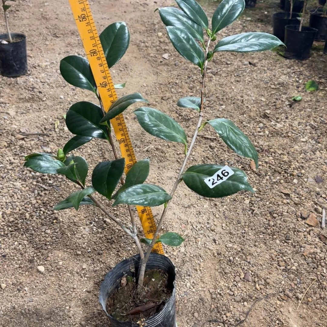 少量花朵（建议范围：2朵-5朵 或40%以下）246戴氏