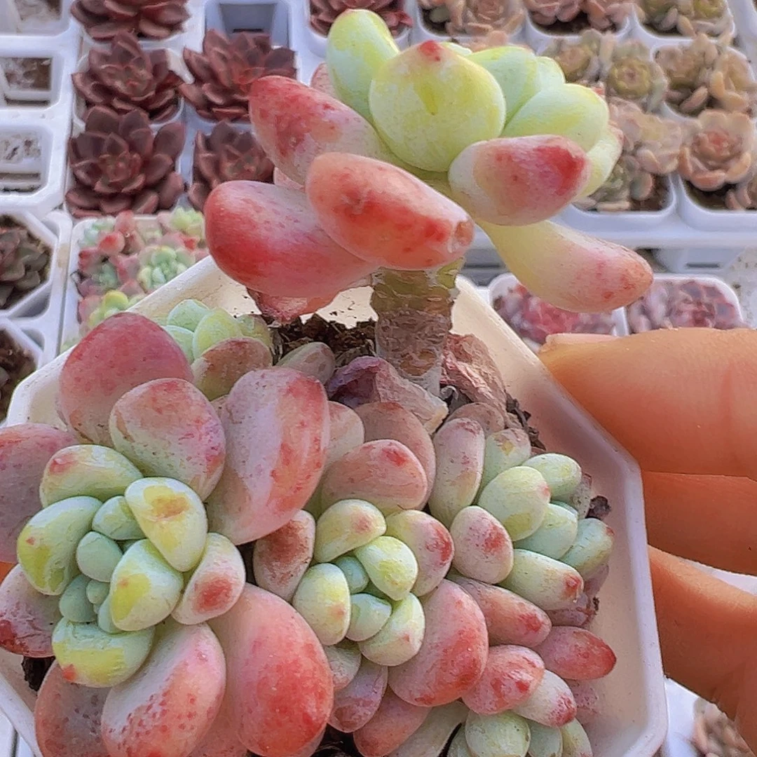 樱花罗琦19包邮多肉