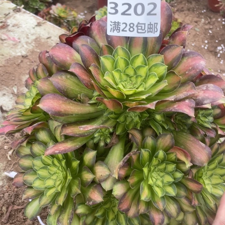 3202二号棚韶华多肉植物A
