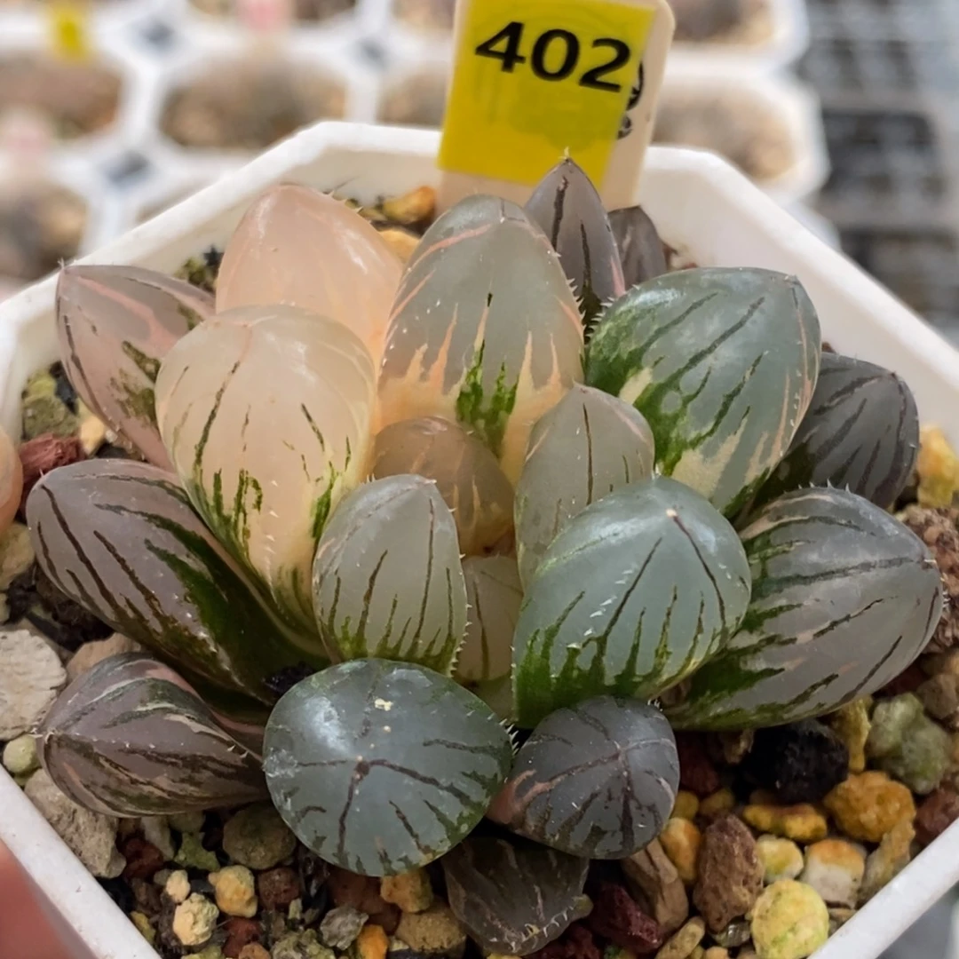 402号oh3玉露锦锦