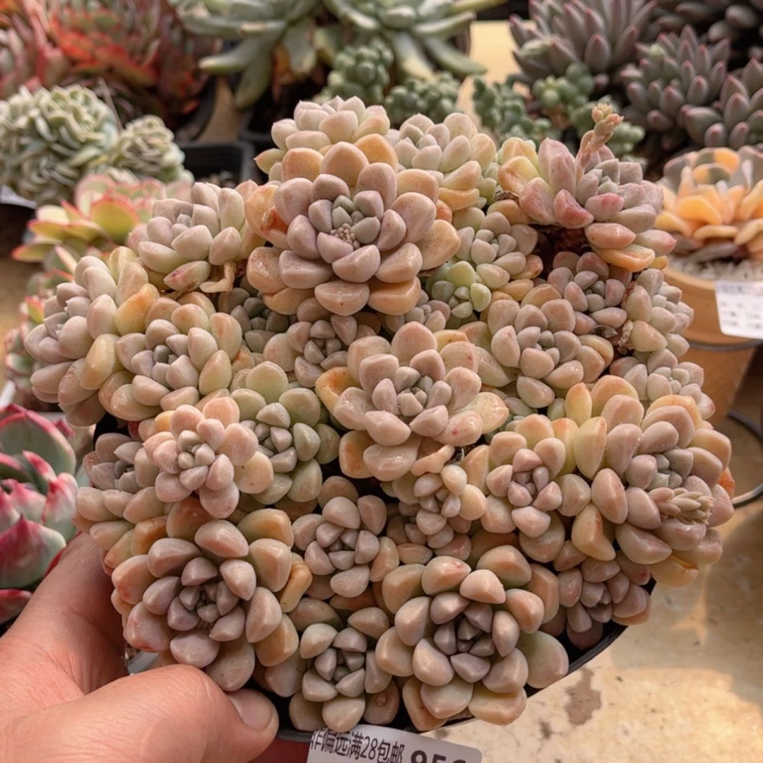 【闪购商品】956鹅卵石