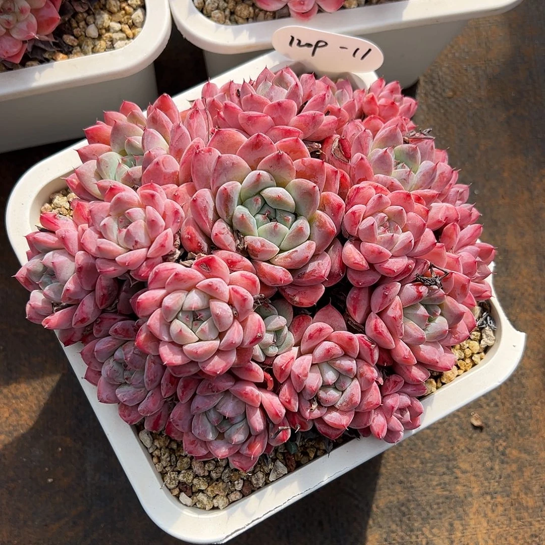 曼***活1209-11阿尔巴佳人。