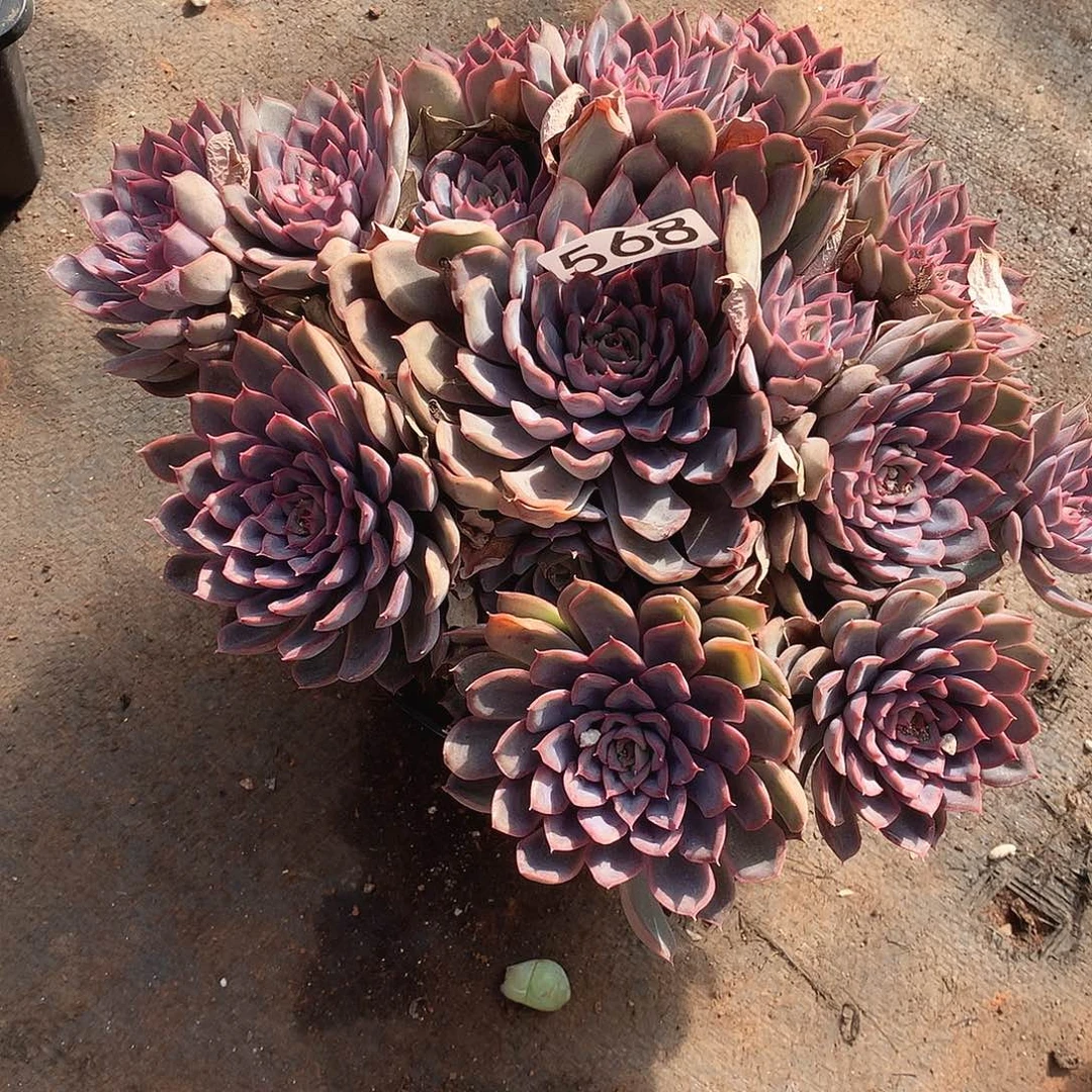 568猎户座 一物一拍多肉