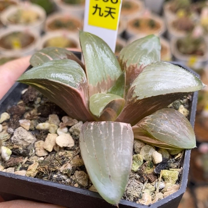 668号不知名多肉植物