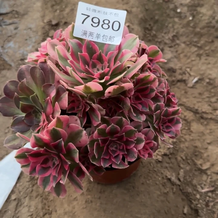 7980女巫多肉植物