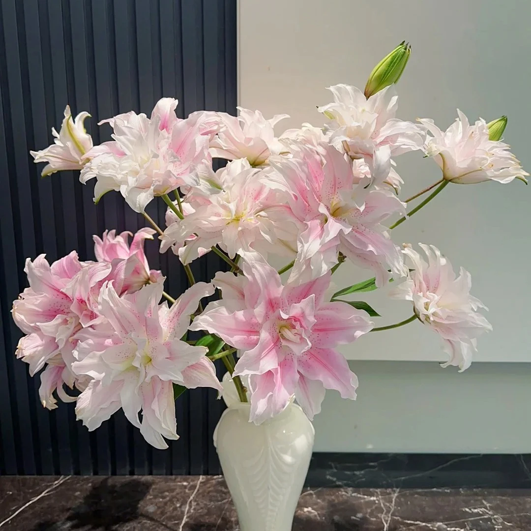 花礼客#【伊莎贝拉-上海种业】重瓣百合淡香型 鲜花优选 顺丰直发