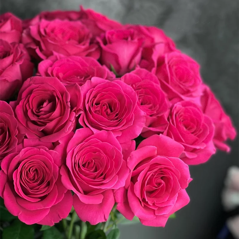 【弗洛伊德】单头玫瑰新鲜鲜花花束云南鲜花基地直发适合客厅装饰