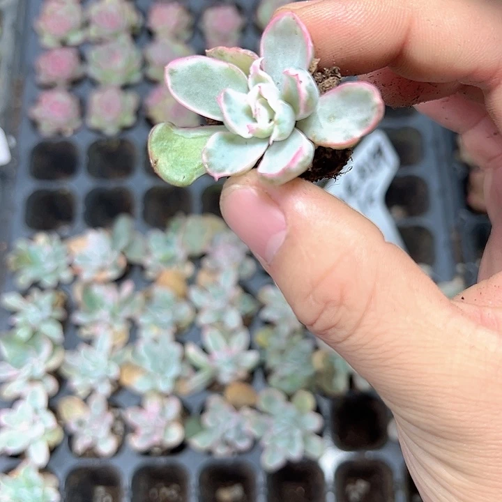 伯克利锦 满10颗包邮