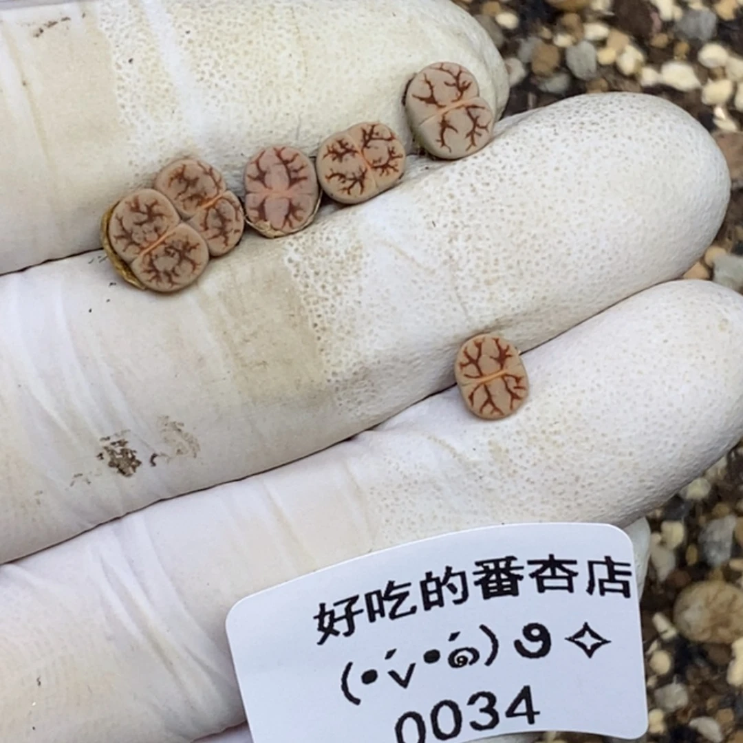 曦0034。18包邮.当天凑哦。新疆西藏88包邮