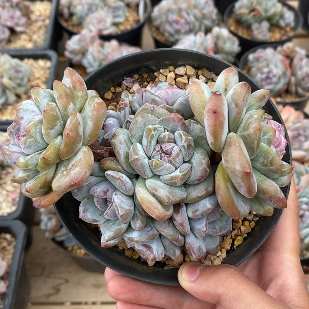 八头绿底紫心小包子