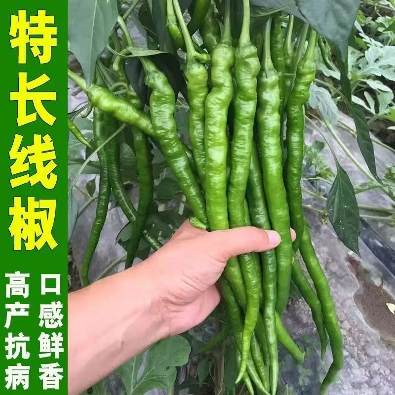 超长线椒苗辣椒苗高产特辣辣椒苗带土薄皮大果辣椒秧苗阳台四季种