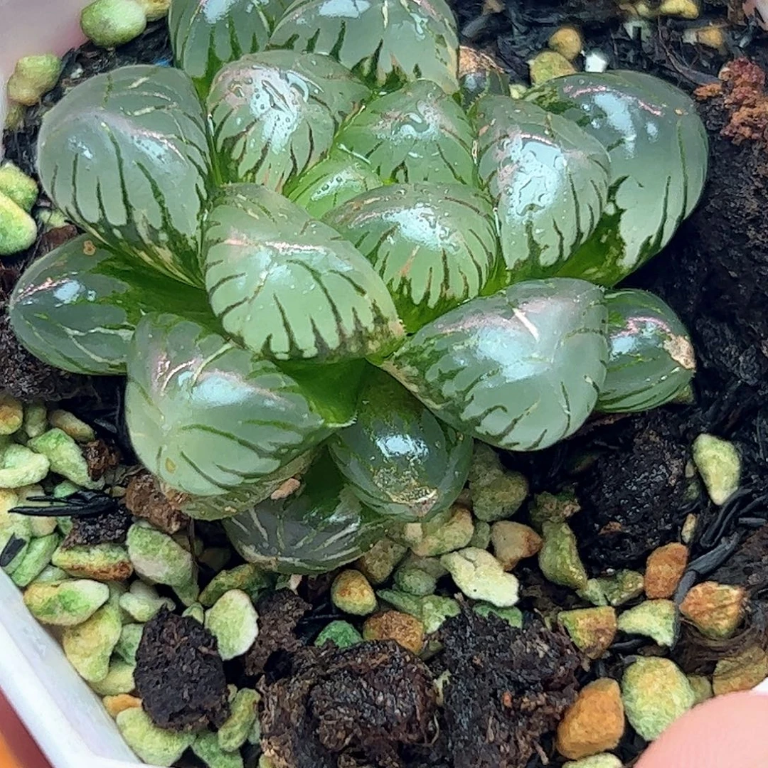 孔明灯锦十二卷多肉