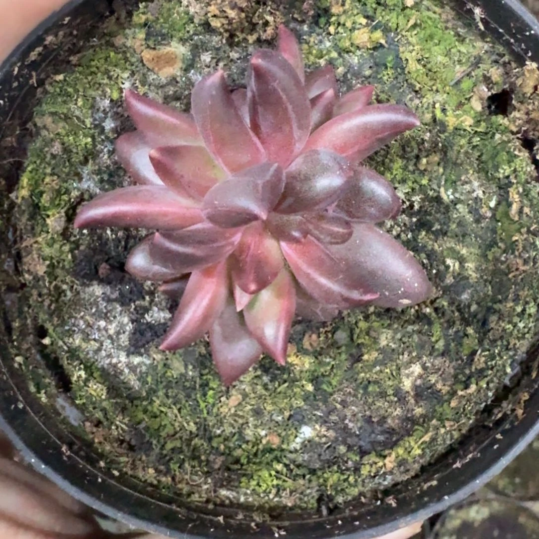 莉莉丝 叶插 一物一拍